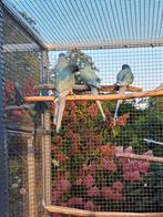 Halsbandparkieten, Dieren en Toebehoren, Vogels | Parkieten en Papegaaien, Meerdere dieren, Parkiet