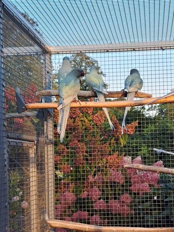 Halsbandparkieten beschikbaar voor biedingen