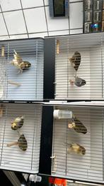 Koppel glosters, Dieren en Toebehoren, Vogels | Kanaries, Meerdere dieren, Postuurkanarie