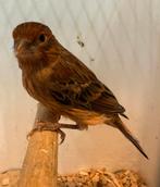Harlekijn kanarie man, Dieren en Toebehoren, Vogels | Kanaries, Mannelijk