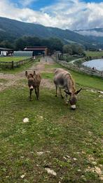 Weide spullen gezocht (mag oud zijn), Dieren en Toebehoren, Stalling en Weidegang, Weidegang, 1 paard of pony