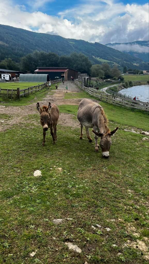 Weide spullen gezocht (mag oud zijn), Dieren en Toebehoren, Stalling en Weidegang, Weidegang, 1 paard of pony