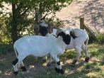 Walliser Schwarznase dekram, Mannelijk, Schaap