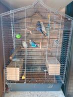 Grasparkieten 15 € per stuk, Dieren en Toebehoren, Vogels | Parkieten en Papegaaien, Meerdere dieren, Parkiet