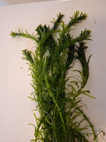 Waterpest, aquariumplant voor koud en tropisch aquarium beschikbaar voor biedingen