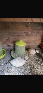 Texas en Jumbo Japanse Kwartels hennen, Dieren en Toebehoren, Vrouwelijk, Overige soorten