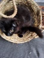 Maine coon kitten raszuiver, Dieren en Toebehoren, Katten en Kittens | Raskatten | Langhaar, Meerdere dieren, Gechipt, 0 tot 2 jaar