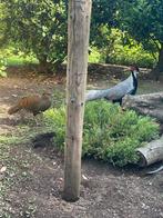 3-3 streepfazant van 2025 verwant, Dieren en Toebehoren, Pluimvee, Meerdere dieren, Overige soorten