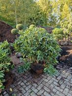 Rhododendron roseum elegans 130-150 breed, Tuin en Terras, Planten | Struiken en Hagen, Ophalen of Verzenden