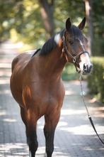 Lieve en leergierige merrie te koop – Lara (7 jaar, 1.64m), Dieren en Toebehoren, Paarden, Merrie, Springpaard, B, Gechipt