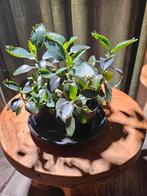 Mother of thousands / bommenwerper / Kalanchoe daigremontian, Huis en Inrichting, Kamerplanten, Ophalen, Overige soorten, Minder dan 100 cm