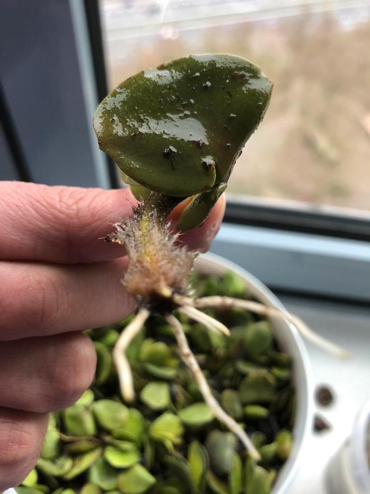 Witte Mangrove Plantjes, Dieren en Toebehoren, Vissen | Aquaria en Toebehoren, Nieuw, Plant(en), Steen of Hout, Ophalen