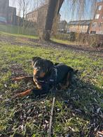 Rottweiler te koop !, Parvo, 15 weken tot 1 jaar, Teef, Eén hond