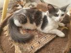 Noorse boskat kittens 3 poesjes en 1 katertje., Dieren en Toebehoren, Katten en Kittens | Raskatten | Langhaar, Meerdere dieren