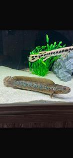 Channa Asiatica, Dieren en Toebehoren, Vis, Zoetwatervis, Schoolvis