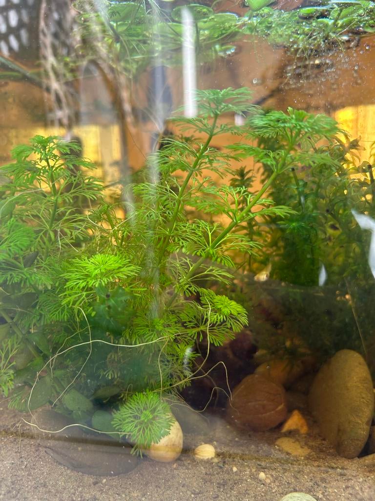 Aquariumplant comba aquatica, Ophalen of Verzenden