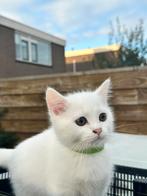 3 Lieve Perzische langhaar kittens te koop, Dieren en Toebehoren, Katten en Kittens | Overige Katten, Meerdere dieren, Langharig