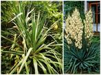 Yucca 140 cm hoog met witte bloemen, Ophalen of Verzenden, Zomer, Overige soorten, Volle zon