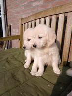 Golden retriever pups, Golden retriever, 8 tot 15 weken, Rabiës (hondsdolheid), Meerdere