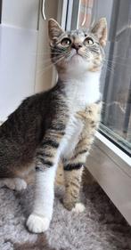 Prachtige kittens zoeken een goudenmandje!, Dieren en Toebehoren, Meerdere dieren, Kortharig, 0 tot 2 jaar