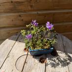 Bonsai azelea, Tuin en Terras, Ophalen of Verzenden, Bloeit niet, Overige soorten, Minder dan 100 cm