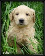 Goldendoodle pups medium reutjes., Nederland, 8 tot 15 weken, CDV (hondenziekte), Meerdere