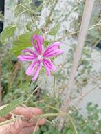 Biologische Groot Kaasjeskruid stekken in P13 potten, Tuin en Terras, Planten | Tuinplanten, Ophalen, Overige soorten, Volle zon