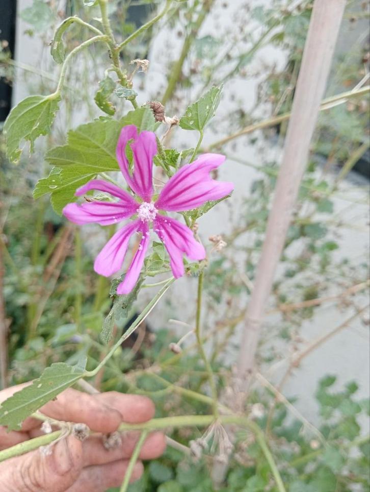 Biologische Groot Kaasjeskruid stekken in P13 potten, Tuin en Terras, Planten | Tuinplanten, Overige soorten, Volle zon, Ophalen