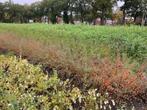 Goedkope bosplantsoen en haagplantsoen, windsingel, bosrand, Ophalen of Verzenden, Volle zon