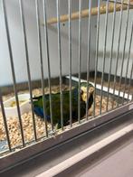 Pionus senilis, Dieren en Toebehoren, Vogels | Parkieten en Papegaaien, Mannelijk, Parkiet