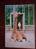 Rotterdam  Diergaarde Blijdorp - Giraffe, Verzamelen, Verzenden, Ongelopen, Zuid-Holland