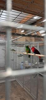 Koppel Edel papagaaien, Dieren en Toebehoren, Vogels | Parkieten en Papegaaien, Meerdere dieren, Papegaai, Geringd