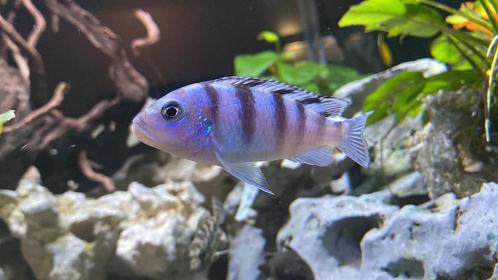 Malawi Duiven, 70 verschillende soorten op voorraad., Dieren en Toebehoren, Vissen | Aquariumvissen, Vis