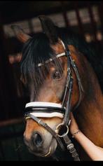 Lieve Bixie B/L C pony - Welsh, C pony (1.27m tot 1.37m), 11 jaar of ouder, L, Met stamboom