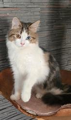Siberische kitten odd eye 7 maanden oud, Poes