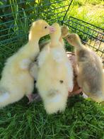 Ganzen kuikens, Meerdere dieren, Gans of Zwaan