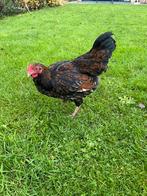 Wyandotte haan, Dieren en Toebehoren, Pluimvee, Mannelijk, Kip