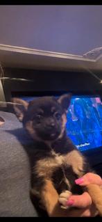 Mini Pomsky pups, Dieren en Toebehoren, Honden | Poolhonden, Keeshonden en Oertypen, 8 tot 15 weken, Teef, Poolhond, Eén hond