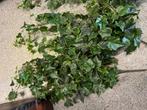 Kunstplanten klimop, Ophalen, Zo goed als nieuw, Binnen