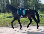 Vriendelijke ruin te koop, Dieren en Toebehoren, Recreatiepaard, Ruin