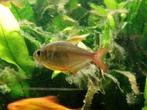 14 columbia tetra's   blue red, Dieren en Toebehoren, Vis, Zoetwatervis