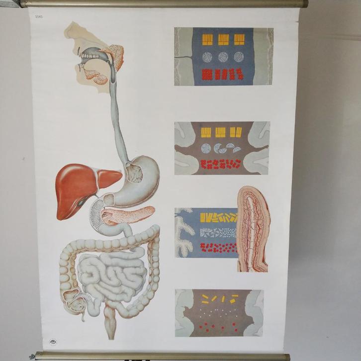 Medische schoolplaat Spijsvertering, Antiek en Kunst, Antiek | Schoolplaten, Natuur en Biologie, Ophalen of Verzenden