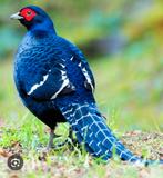 Mikadofazant, Dieren en Toebehoren, Pluimvee, Meerdere dieren, Eend