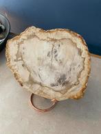 Groot Plak Versteend Hout Fossiel schijf   9, Ophalen of Verzenden, Fossiel