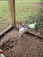 Wyandotte kriel columbia haan., Dieren en Toebehoren, Pluimvee, Mannelijk, Kip