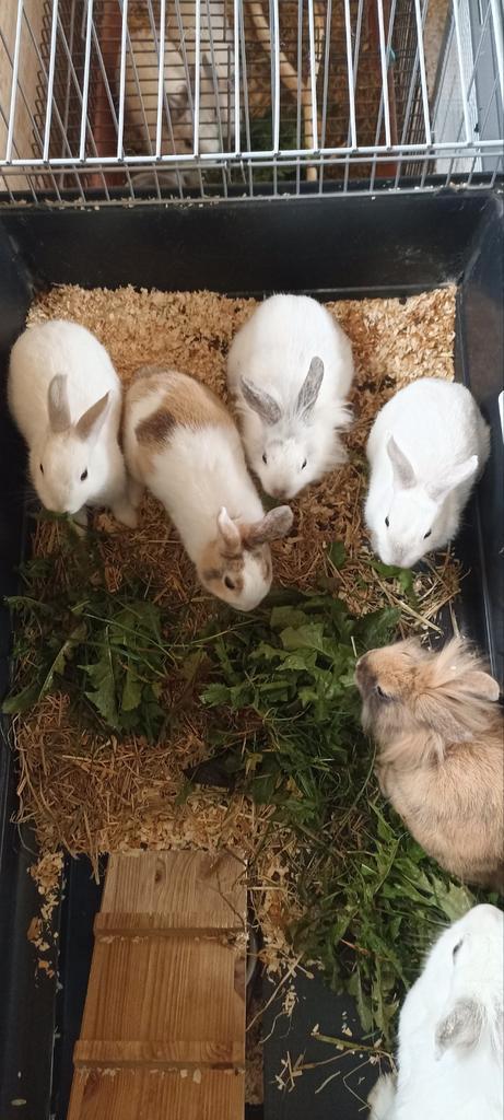 1 lief en schattig wit jong baby dwerg konijn, Dieren en Toebehoren, Konijnen, Dwerg, Meerdere dieren, 0 tot 2 jaar