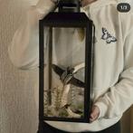 Windlicht met goliathus goliatus met 2 lampjes, Verzamelen, Dierenverzamelingen, Nieuw, Opgezet dier, Ophalen, Insect