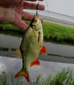 Deel 5) 3 sets van elk 4 stuks Forel-Ruisvoorn-Baarsspinners, Watersport en Boten, Ophalen of Verzenden, Nieuw, Complete set