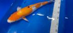 Sanke koi, Dieren en Toebehoren, Karper of Koi
