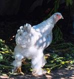 Parel grijze brahma kuikens van vorig jaar, Dieren en Toebehoren, Pluimvee, Vrouwelijk, Kip